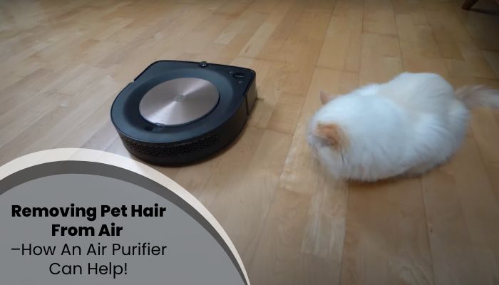 Removing Pet Hair From Air – How An Air Purifier Can Help