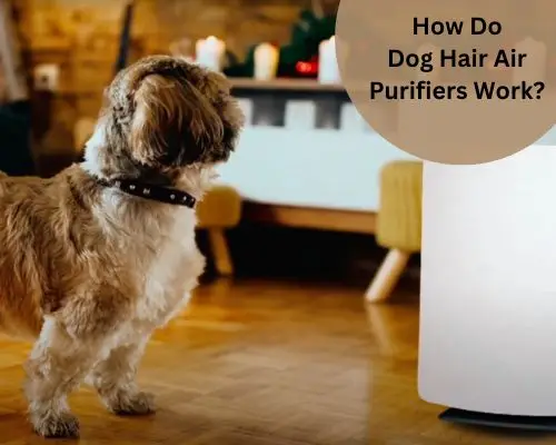 How Do Dog Hair Air Purifiers Work?
