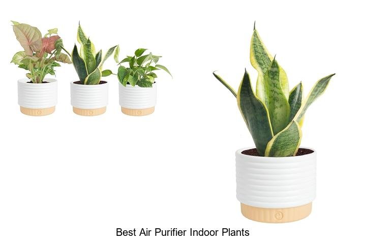best air purifier indoor plants