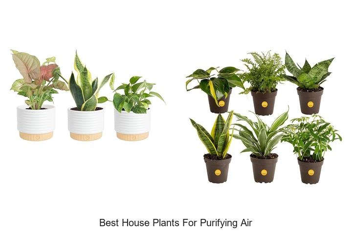 best house plants for purifying air best house plants for purifying air