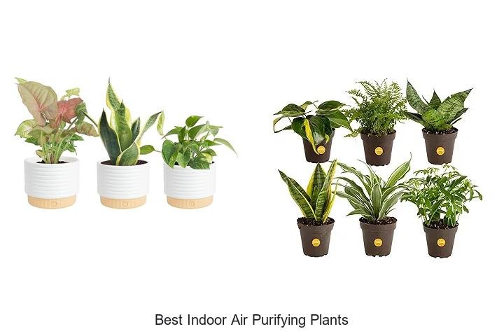 best indoor air purifying plants best indoor air purifying plants