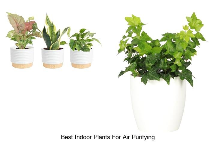 best indoor plants for air purifying