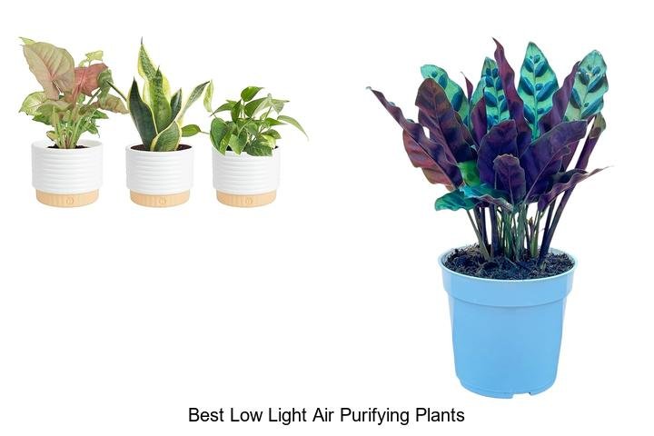 best low light air purifying plants best low light air purifying plants